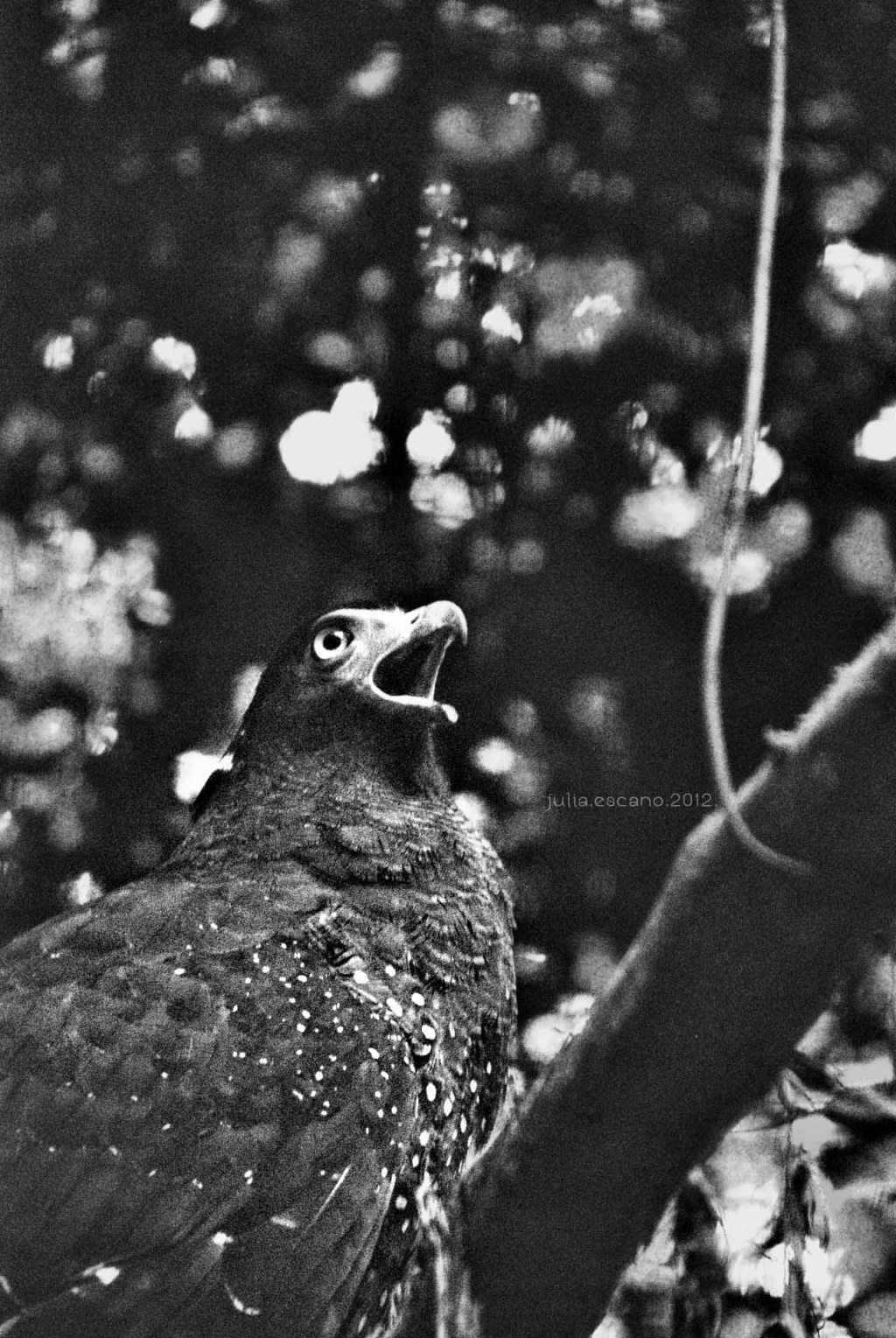 Where the Wild Things&nbsp;Are