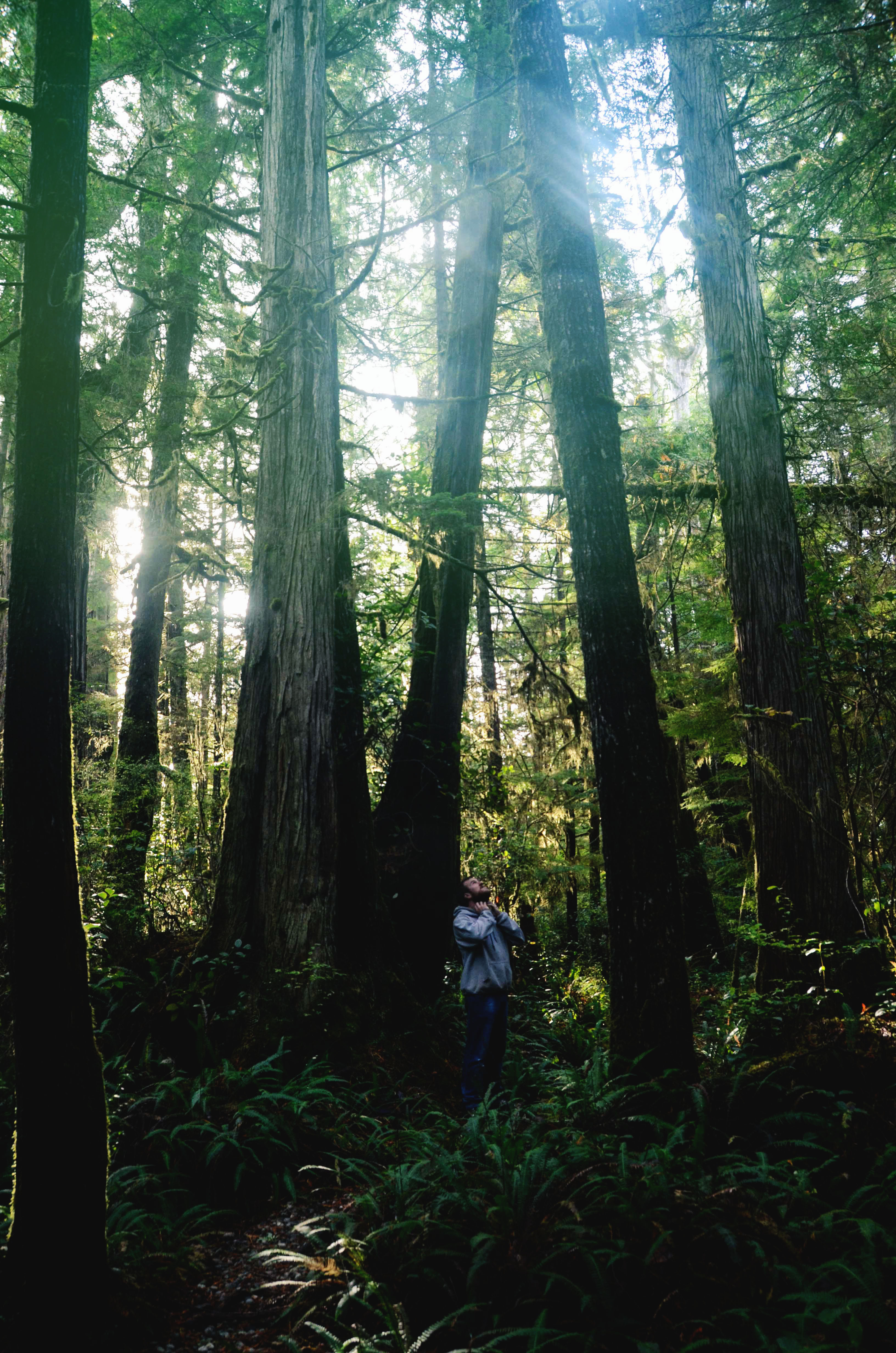 a walk in the forest trail pacific rim