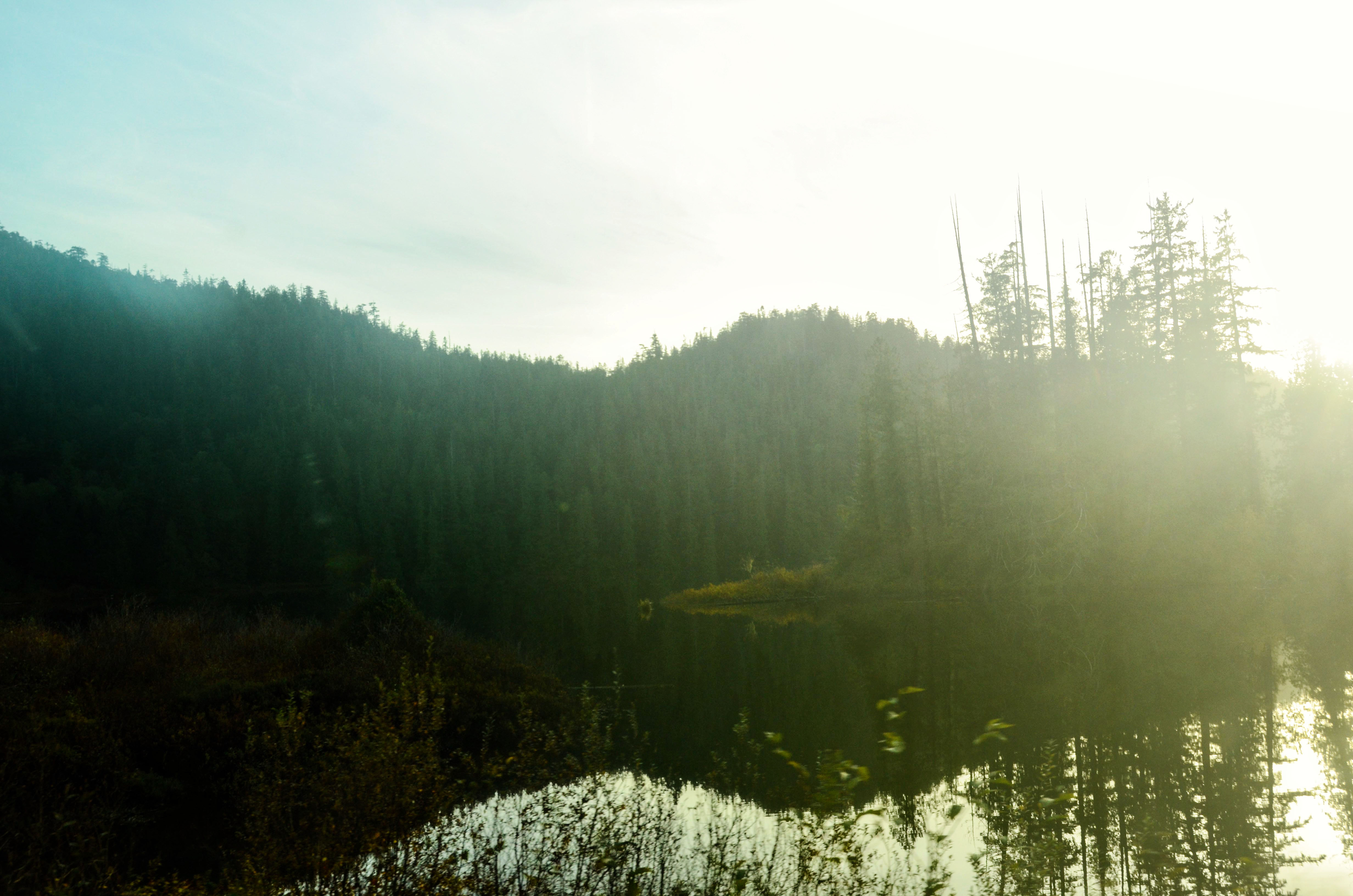 along highway 4, vancouver island
