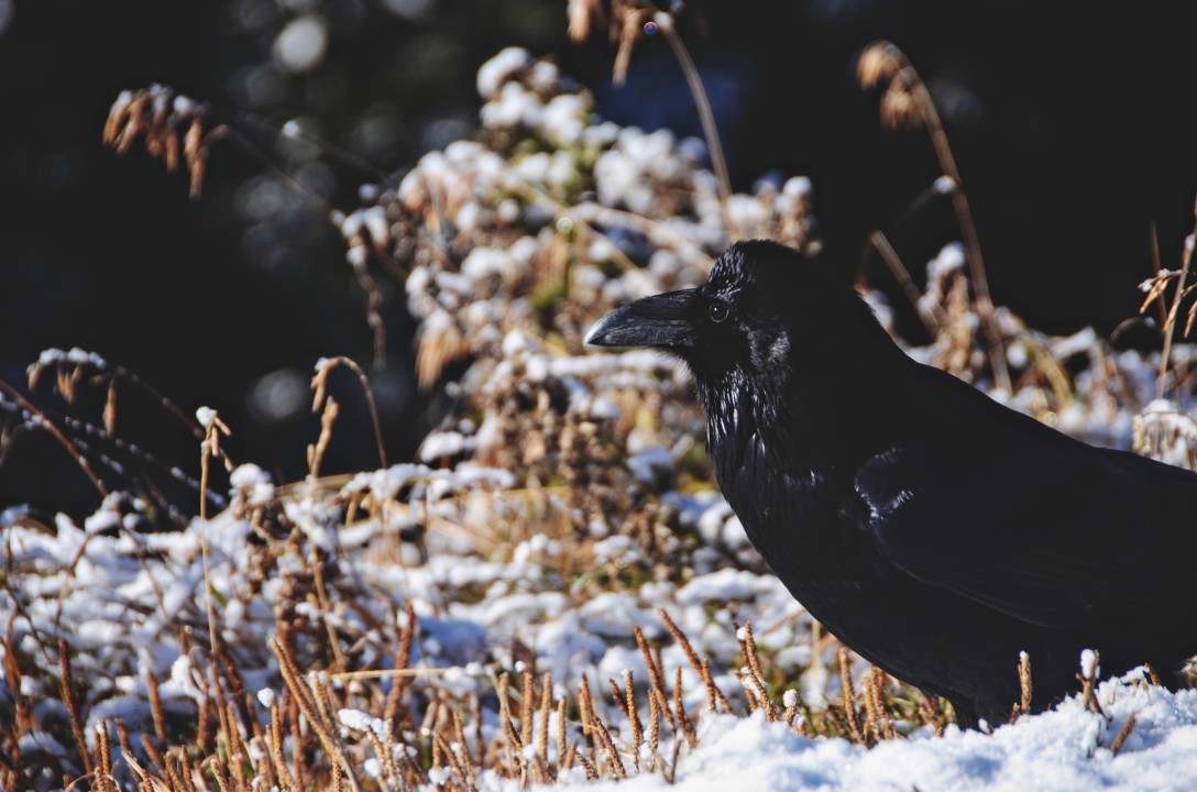 Alberta Canada roadtrip Banff crow