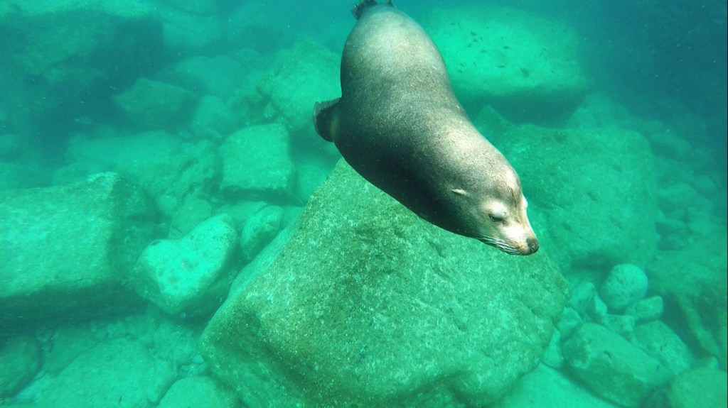 isla-espiritu-santo-3