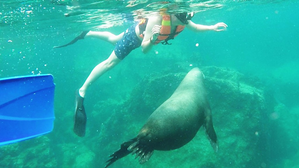 Aquatic Adventures in the Sea of&nbsp;Cortez