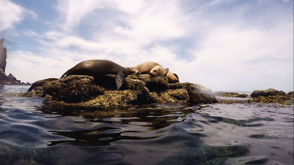 isla-espiritu-santo-5