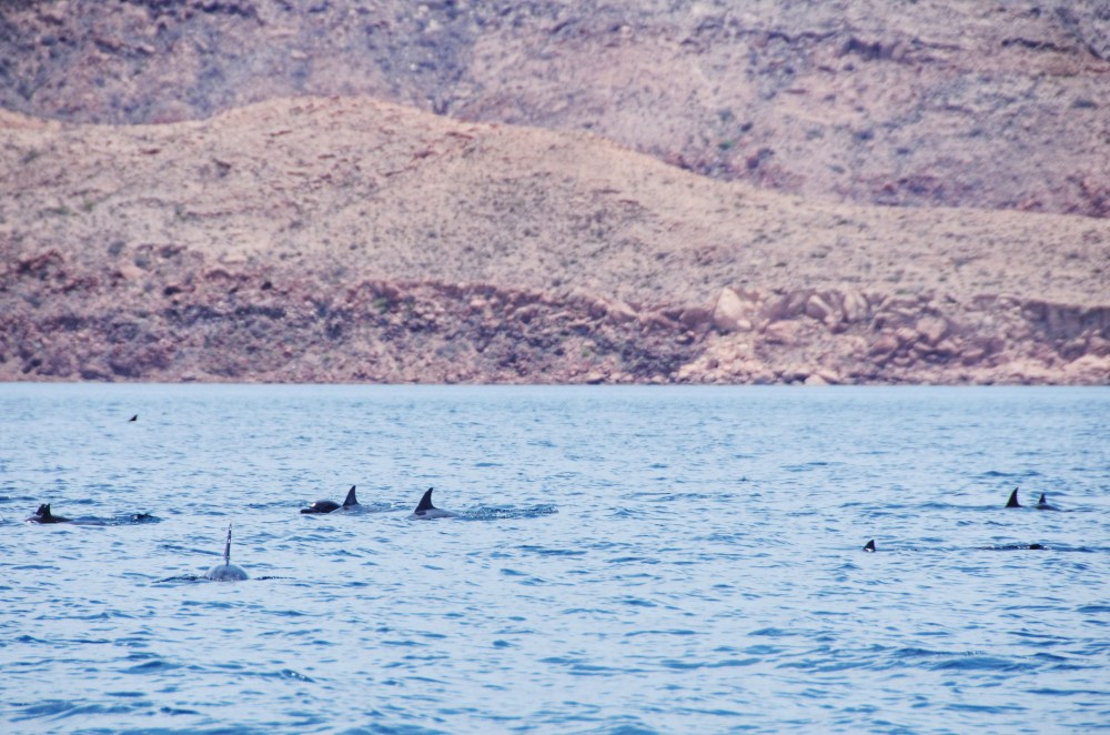 mexico-lapaz-revillagigedo-15