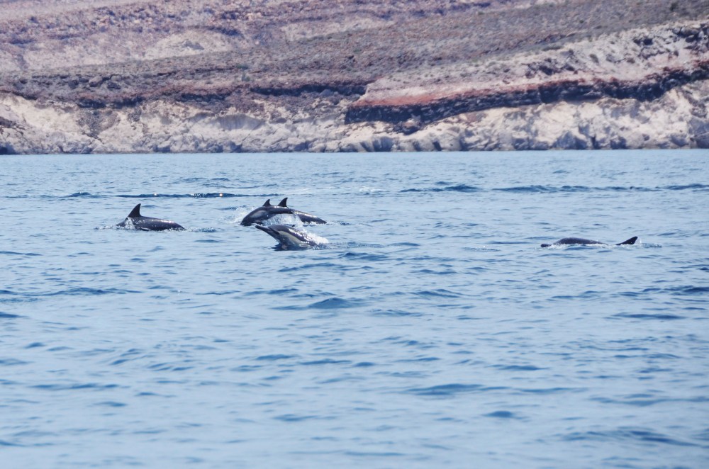 mexico-lapaz-revillagigedo-16