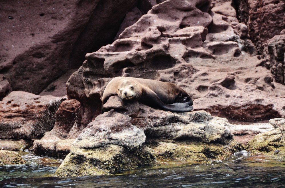 mexico-lapaz-revillagigedo-22