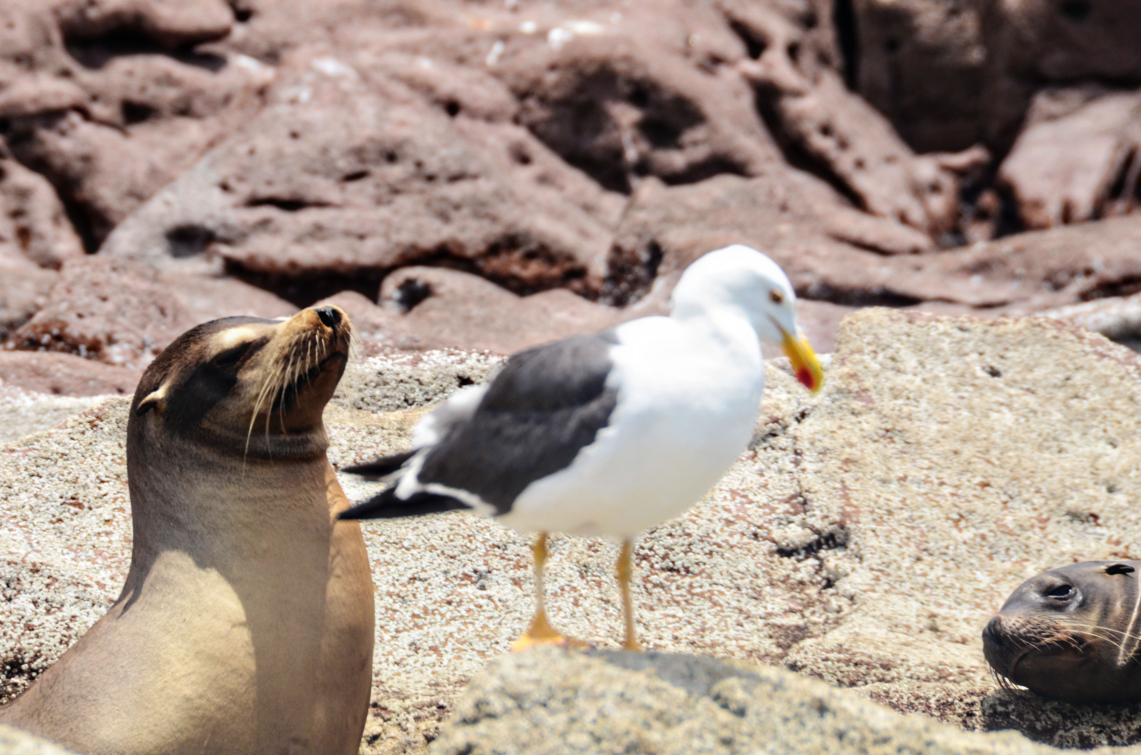 mexico-lapaz-revillagigedo-24
