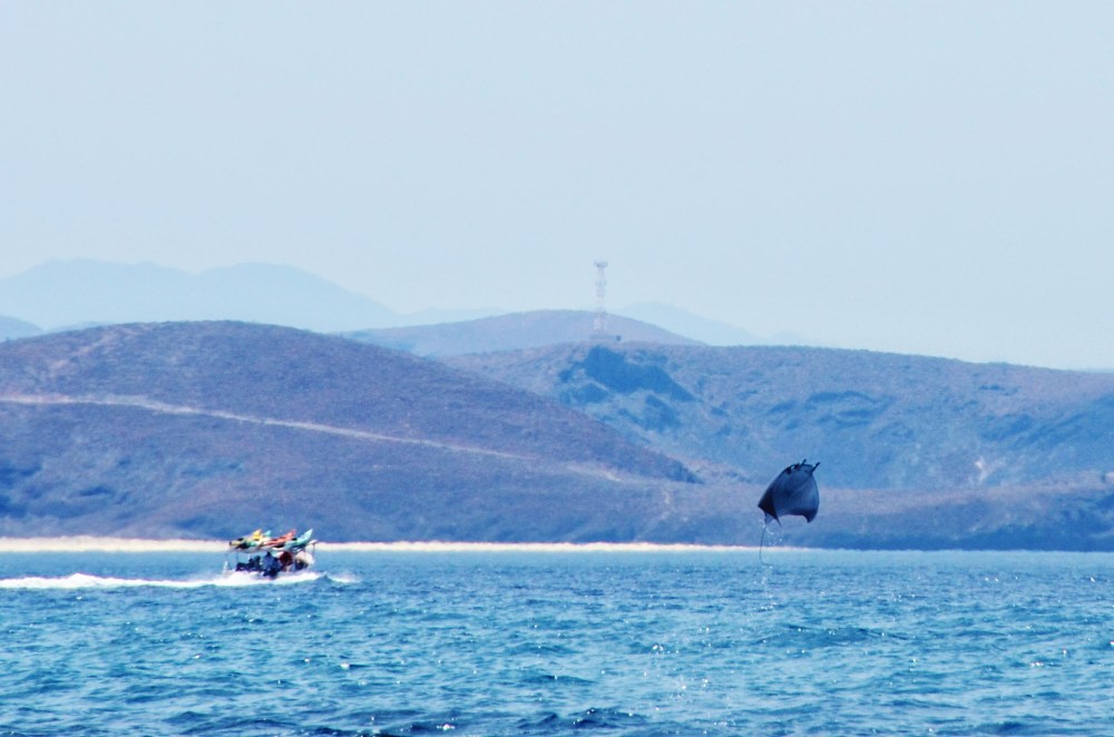 mexico-lapaz-revillagigedo-5