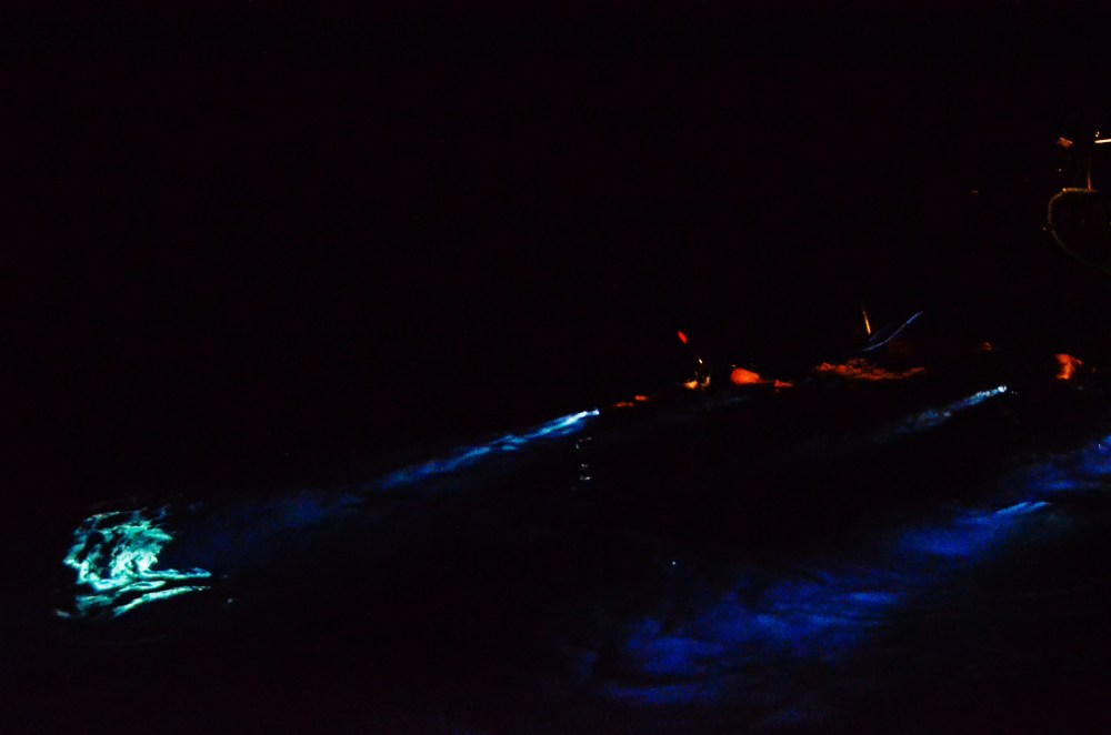 mexico-lapaz-revillagigedo-62